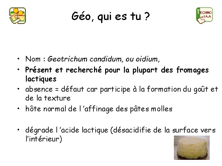 Géo, qui es tu ? • Nom : Geotrichum candidum, ou oidium, • Présent