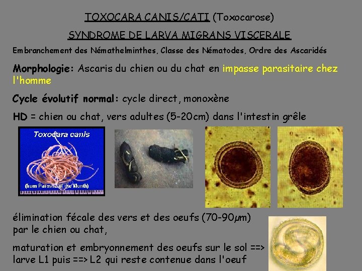 Cours De Parasitologie Dut Abb 2 Les Nmatodes