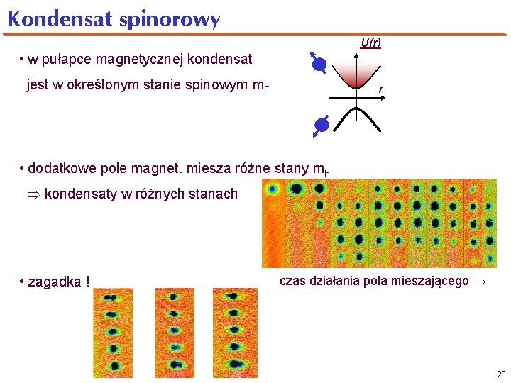 Kondensat spinorowy U(r) • w pułapce magnetycznej kondensat jest w określonym stanie spinowym m.