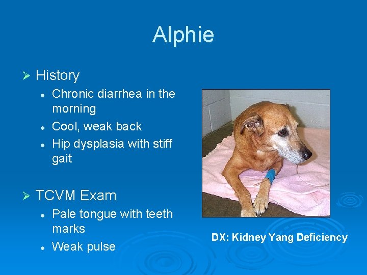 Alphie Ø History l l l Ø Chronic diarrhea in the morning Cool, weak