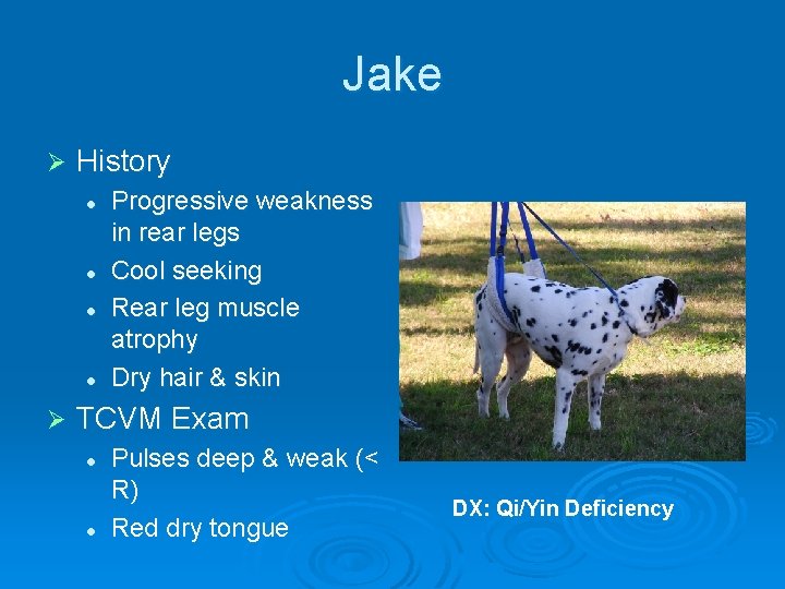 Jake Ø History l l Ø Progressive weakness in rear legs Cool seeking Rear