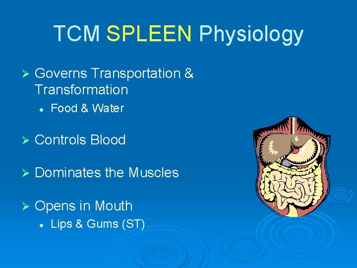 TCM SPLEEN Physiology Ø Governs Transportation & Transformation l Food & Water Ø Controls