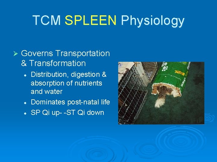 TCM SPLEEN Physiology Ø Governs Transportation & Transformation l l l Distribution, digestion &