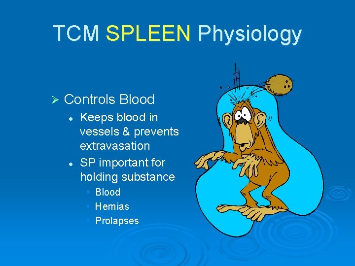 TCM SPLEEN Physiology Ø Controls Blood l l Keeps blood in vessels & prevents