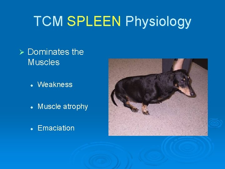 TCM SPLEEN Physiology Ø Dominates the Muscles l Weakness l Muscle atrophy l Emaciation