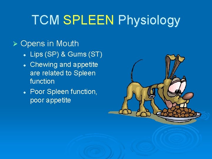 TCM SPLEEN Physiology Ø Opens in Mouth l l l Lips (SP) & Gums