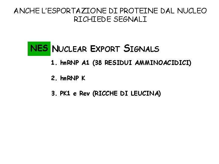 ANCHE L’ESPORTAZIONE DI PROTEINE DAL NUCLEO RICHIEDE SEGNALI NES NUCLEAR EXPORT SIGNALS 1. hn. ANCHE L’ESPORTAZIONE DI PROTEINE DAL NUCLEO RICHIEDE SEGNALI NES NUCLEAR EXPORT SIGNALS 1. hn.