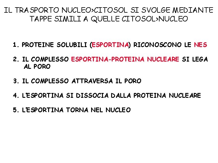 IL TRASPORTO NUCLEO>CITOSOL SI SVOLGE MEDIANTE TAPPE SIMILI A QUELLE CITOSOL>NUCLEO 1. PROTEINE SOLUBILI IL TRASPORTO NUCLEO>CITOSOL SI SVOLGE MEDIANTE TAPPE SIMILI A QUELLE CITOSOL>NUCLEO 1. PROTEINE SOLUBILI