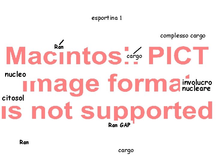 esportina complesso cargo Ran cargo nucleo involucro nucleare citosol Ran GAP Ran cargo esportina complesso cargo Ran cargo nucleo involucro nucleare citosol Ran GAP Ran cargo