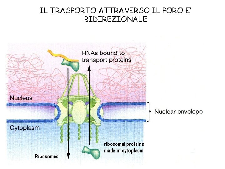 IL TRASPORTO ATTRAVERSO IL PORO E’ BIDIREZIONALE IL TRASPORTO ATTRAVERSO IL PORO E’ BIDIREZIONALE