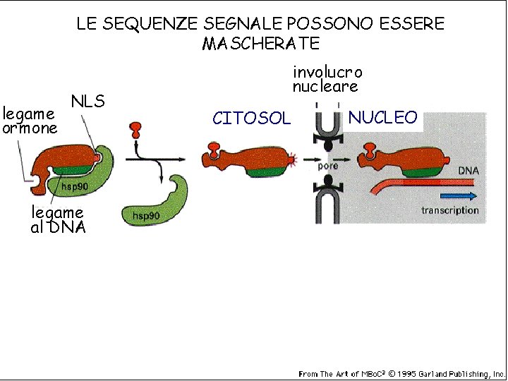 LE SEQUENZE SEGNALE POSSONO ESSERE MASCHERATE legame ormone NLS legame al DNA involucro nucleare LE SEQUENZE SEGNALE POSSONO ESSERE MASCHERATE legame ormone NLS legame al DNA involucro nucleare