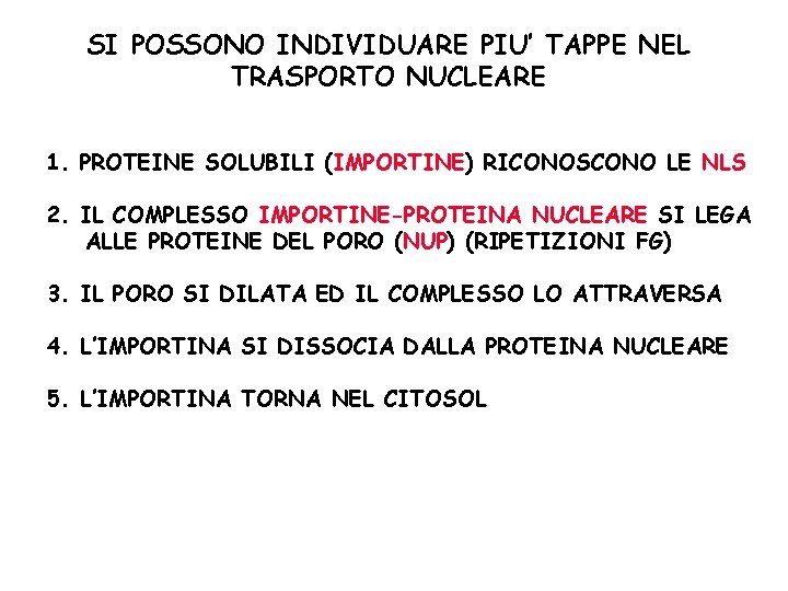 SI POSSONO INDIVIDUARE PIU’ TAPPE NEL TRASPORTO NUCLEARE 1. PROTEINE SOLUBILI (IMPORTINE) RICONOSCONO LE SI POSSONO INDIVIDUARE PIU’ TAPPE NEL TRASPORTO NUCLEARE 1. PROTEINE SOLUBILI (IMPORTINE) RICONOSCONO LE