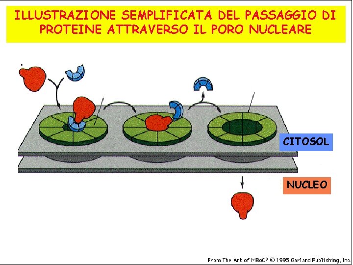 ILLUSTRAZIONE SEMPLIFICATA DEL PASSAGGIO DI PROTEINE ATTRAVERSO IL PORO NUCLEARE CITOSOL NUCLEO ILLUSTRAZIONE SEMPLIFICATA DEL PASSAGGIO DI PROTEINE ATTRAVERSO IL PORO NUCLEARE CITOSOL NUCLEO