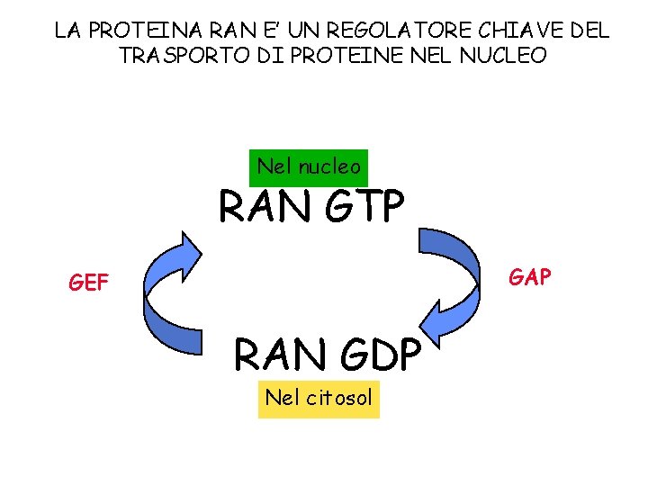 LA PROTEINA RAN E’ UN REGOLATORE CHIAVE DEL TRASPORTO DI PROTEINE NEL NUCLEO Nel LA PROTEINA RAN E’ UN REGOLATORE CHIAVE DEL TRASPORTO DI PROTEINE NEL NUCLEO Nel