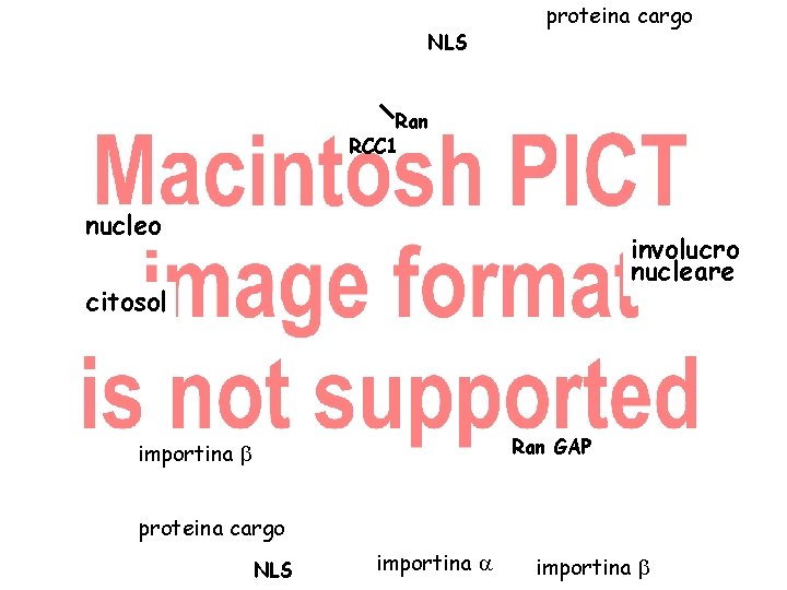NLS proteina cargo Ran RCC 1 nucleo involucro nucleare citosol Ran GAP importina b NLS proteina cargo Ran RCC 1 nucleo involucro nucleare citosol Ran GAP importina b