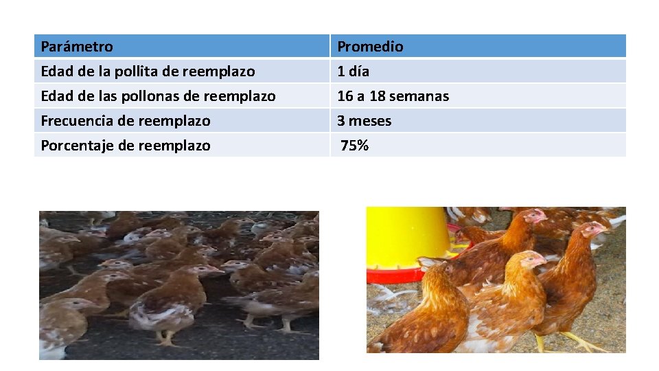 Parámetro Edad de la pollita de reemplazo Edad de las pollonas de reemplazo Frecuencia