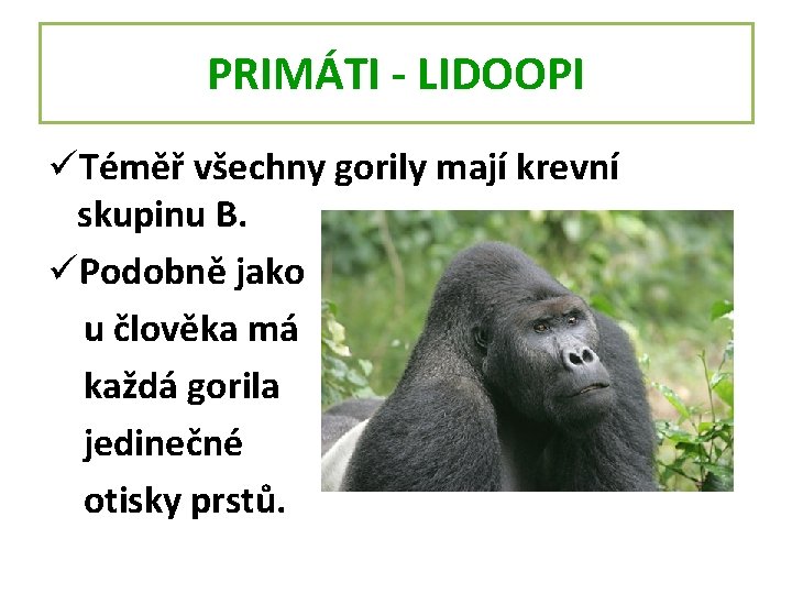 PRIMÁTI - LIDOOPI üTéměř všechny gorily mají krevní skupinu B. üPodobně jako u člověka