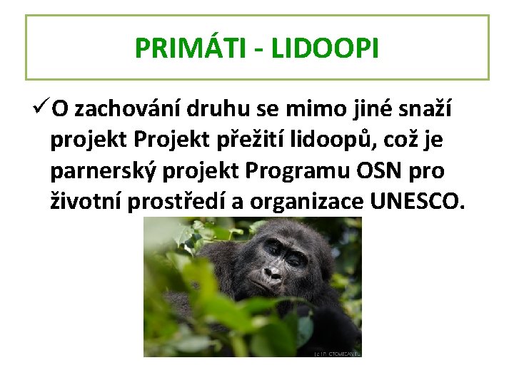 PRIMÁTI - LIDOOPI üO zachování druhu se mimo jiné snaží projekt Projekt přežití lidoopů,