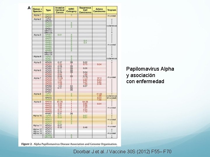 Papilomavirus Alpha y asociación con enfermedad Doorbar J et al. / Vaccine 30 S