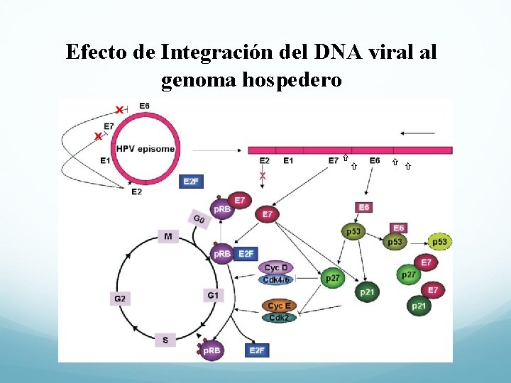 Efecto de Integración del DNA viral al genoma hospedero X X 