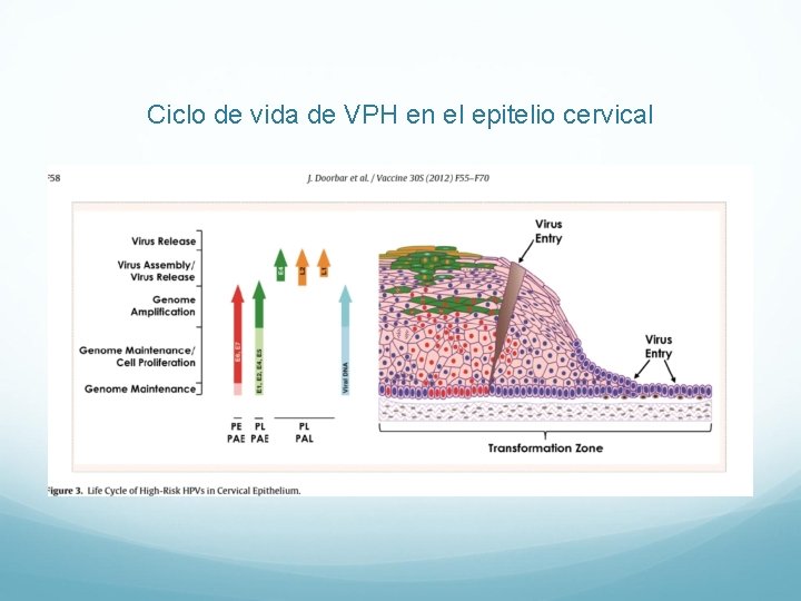 Ciclo de vida de VPH en el epitelio cervical 