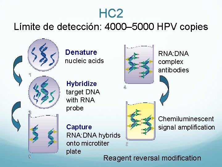 HC 2 Límite de detección: 4000– 5000 HPV copies Denature nucleic acids RNA: DNA