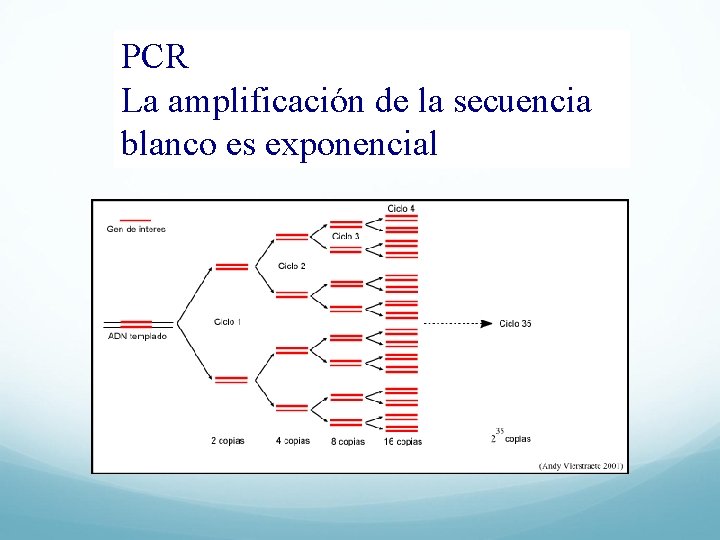 PCR La amplificación de la secuencia blanco es exponencial 