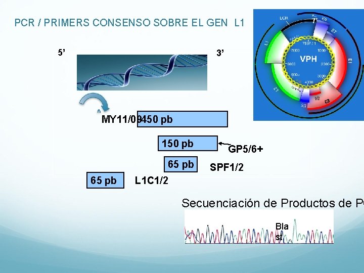 PCR / PRIMERS CONSENSO SOBRE EL GEN L 1 5’ 3’ MY 11/09450 pb