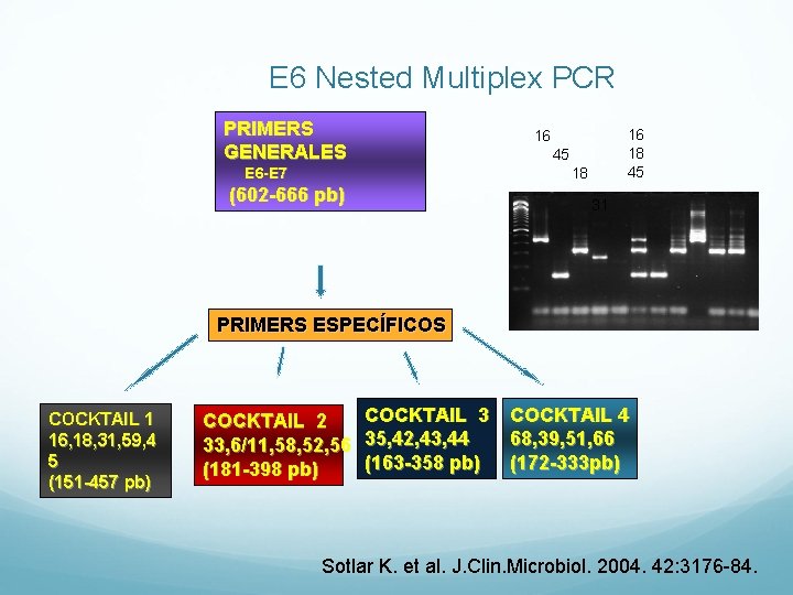 E 6 Nested Multiplex PCR PRIMERS GENERALES E 6 -E 7 16 18 45