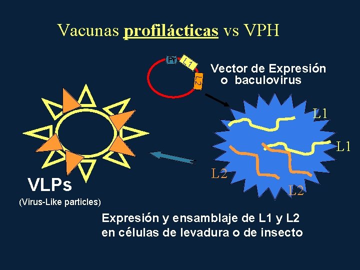 Vacunas profilácticas vs VPH Pr L 1 L 2 Vector de Expresión o baculovirus