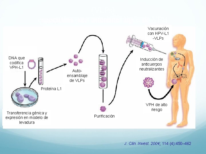 (VLPs) específicas para diferentes tipos de VPH Vacunación con HPV-L 1 -VLPs DNA que