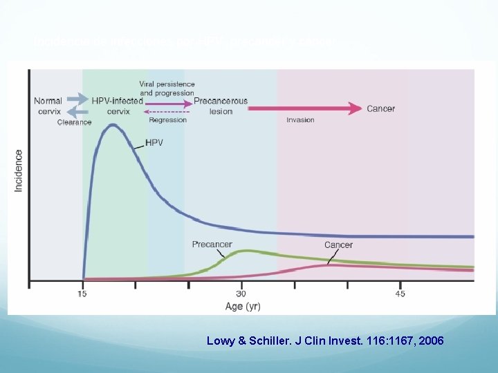 Incidencia de infecciones por HPV, precáncer y cáncer Lowy & Schiller. J Clin Invest.