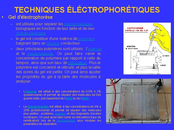  • TECHNIQUES ÉLÉCTROPHORÉTIQUES Gel d'électrophorèse – est utilisée pour séparer les macromolécules biologiques
