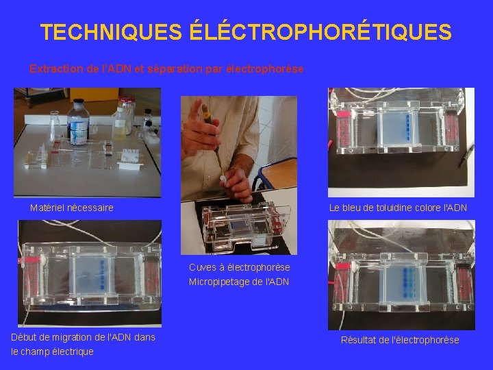 TECHNIQUES ÉLÉCTROPHORÉTIQUES Extraction de l'ADN et séparation par électrophorèse Matériel nécessaire Le bleu de