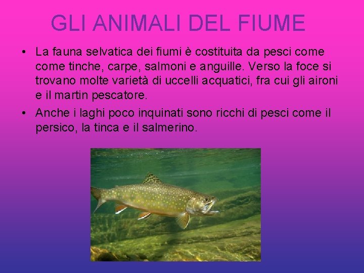 GLI ANIMALI DEL FIUME • La fauna selvatica dei fiumi è costituita da pesci