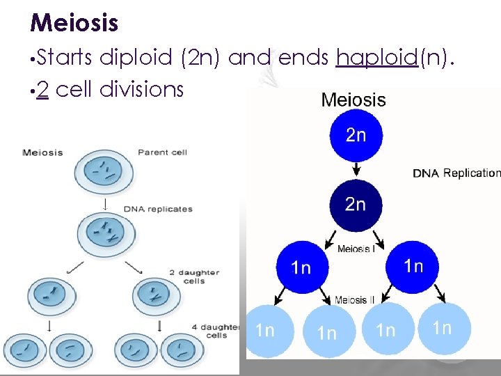Diploid Vs Haploid Diploid Diploid 2n In Humans