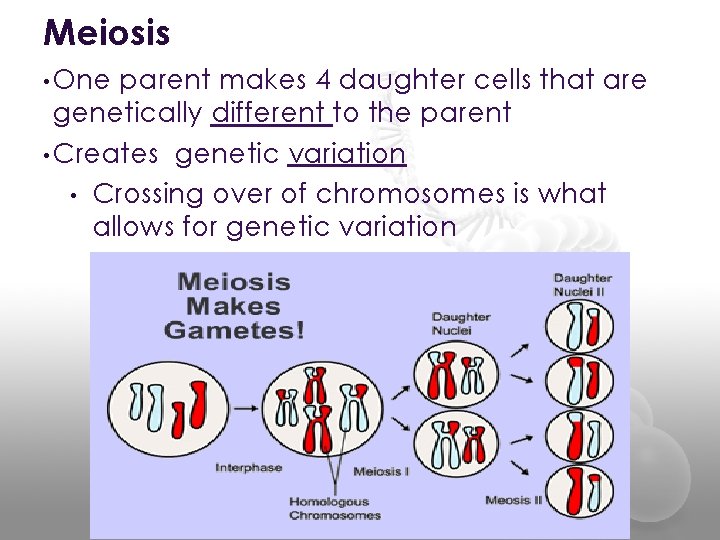 Meiosis • One parent makes 4 daughter cells that are genetically different to the