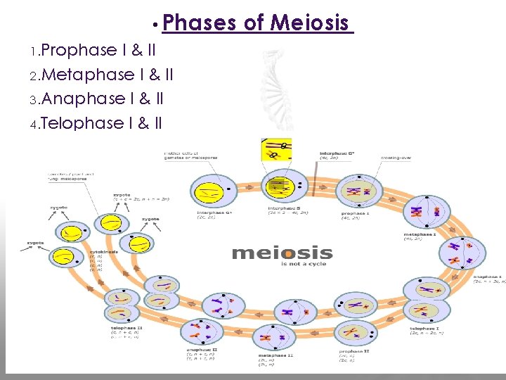  • Phases 1. Prophase I & II 2. Metaphase I & II 3.