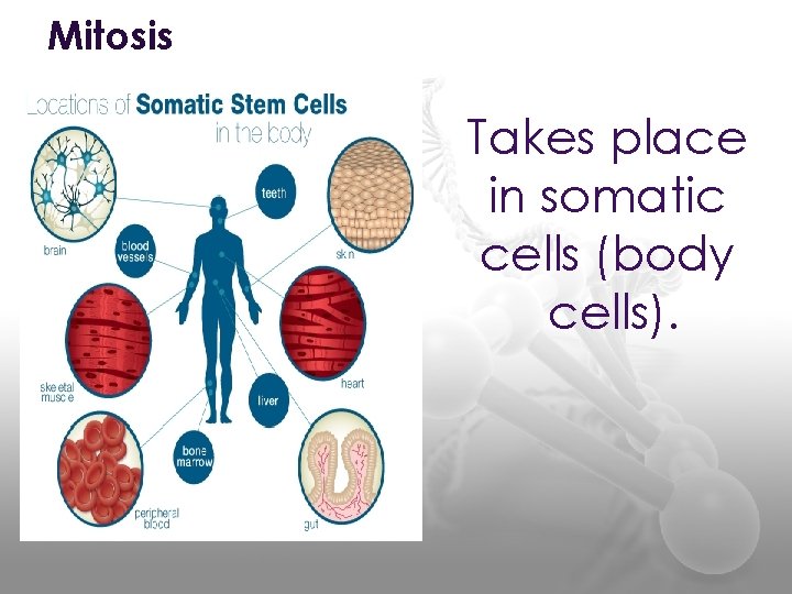 Mitosis Takes place in somatic cells (body cells). 