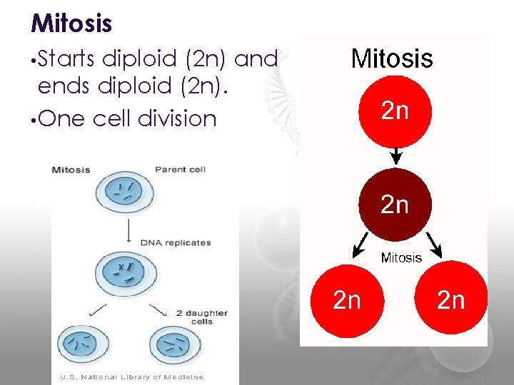 Mitosis • Starts diploid (2 n) and ends diploid (2 n). • One cell