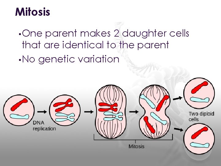 Mitosis • One parent makes 2 daughter cells that are identical to the parent