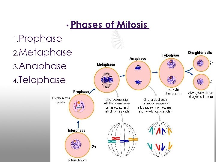  • Phases 1. Prophase 2. Metaphase 3. Anaphase 4. Telophase of Mitosis 