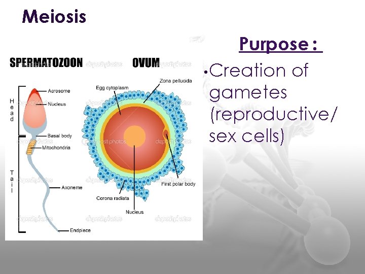 Meiosis Purpose : • Creation of gametes (reproductive/ sex cells) 