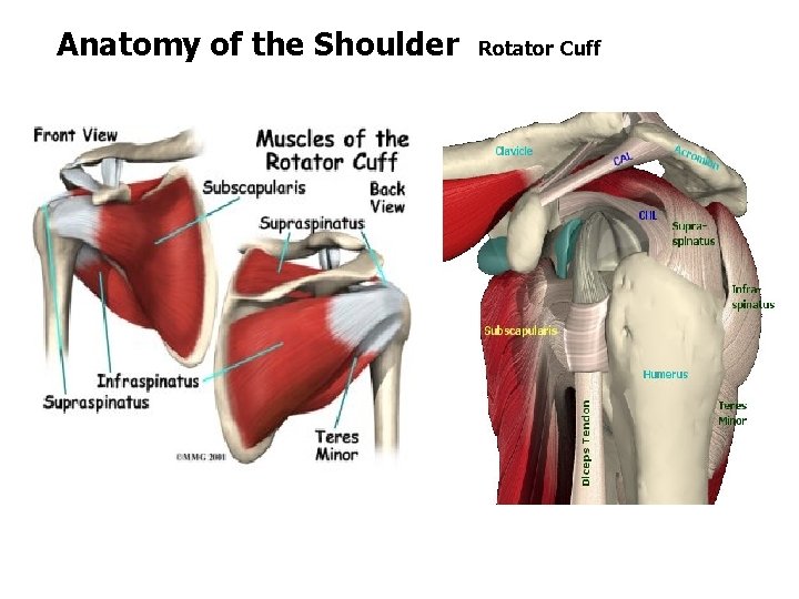 Anatomy of the Shoulder Rotator Cuff Anatomy of the Shoulder Rotator Cuff
