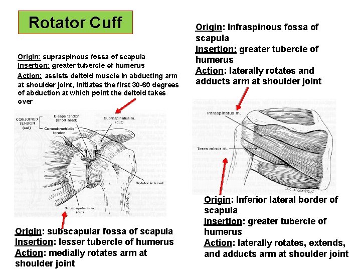 Rotator Cuff Origin: supraspinous fossa of scapula Insertion: greater tubercle of humerus Action: assists