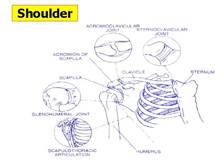 Shoulder Shoulder