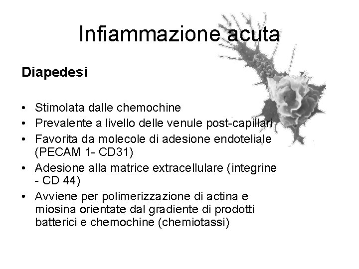 Infiammazione acuta Diapedesi • Stimolata dalle chemochine • Prevalente a livello delle venule post-capillari