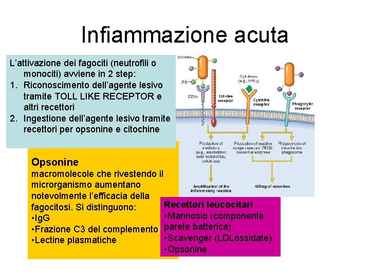 Infiammazione acuta L’attivazione dei fagociti (neutrofili o monociti) avviene in 2 step: 1. Riconoscimento