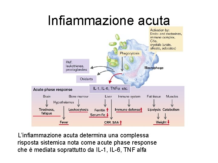 Infiammazione acuta L’infiammazione acuta determina una complessa risposta sistemica nota come acute phase response