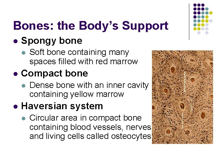 Bones: the Body’s Support l Spongy bone l l Compact bone l l Soft Bones: the Body’s Support l Spongy bone l l Compact bone l l Soft